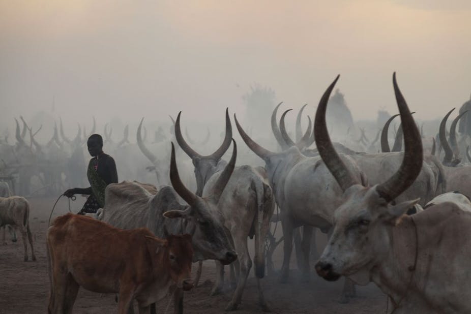 Cattle with long horns stand in hazy light, a woman carrying a bucket moving between them.