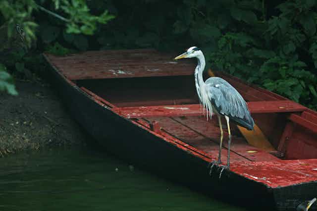 A grey heron rests on a wooden, red boat on a river bank.