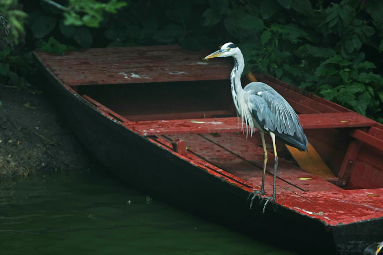 A grey heron rests on a wooden, red boat on a river bank.