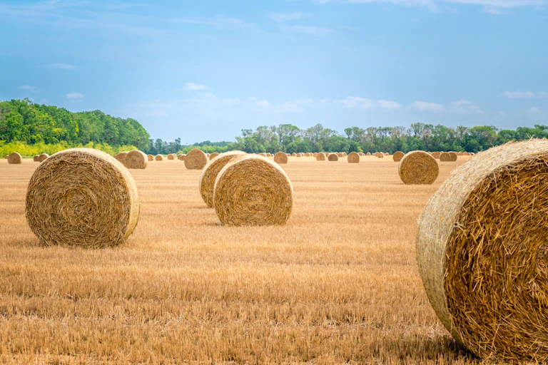 balas de paja en el campo, con árboles al fondo recortados sobre el cielo azul.