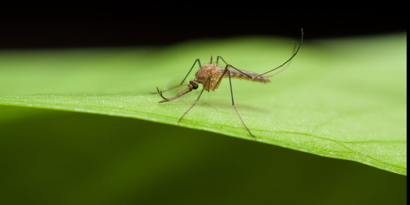 Комар малярийный комар членистоногие двукрылые. Малярийный комар на Занзибаре. Малярийный комар в Сибири. Огромный комар. Комар в Занзибаре.