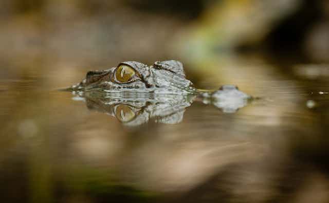 Crocodile eyes poking above the water.