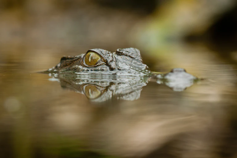 Crocodile eyes poking above the water.