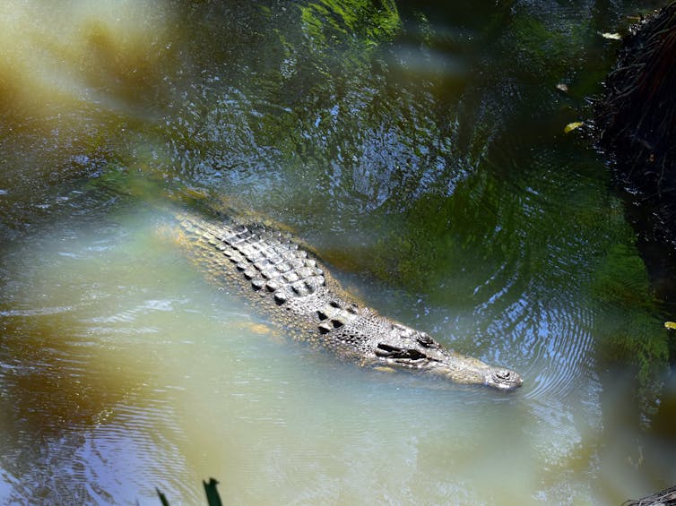 Saltwater crocodile swimming in a river.