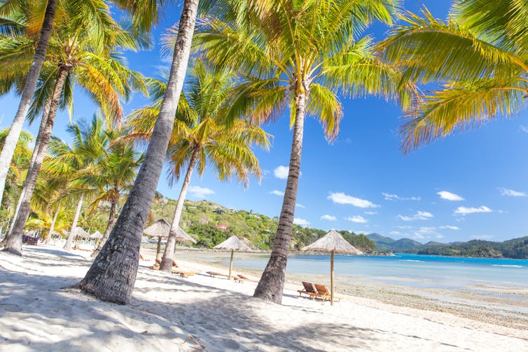 Palm trees and umbrellas on a beach in the Whitsunday Islands.