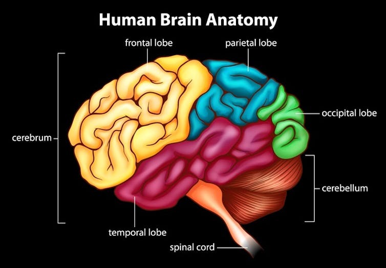 A basic anatomy diagram of the human brain.