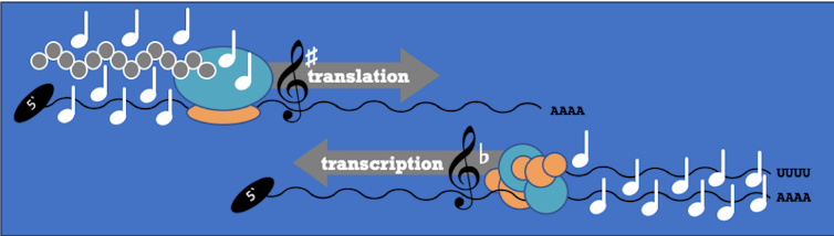 A viral hit? The sequence of coronavirus makes surprisingly lovely music