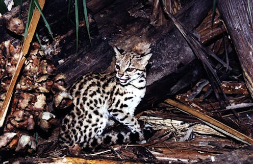 One Becomes Two Genes Show Brazilian Wild Cat Is Two Species