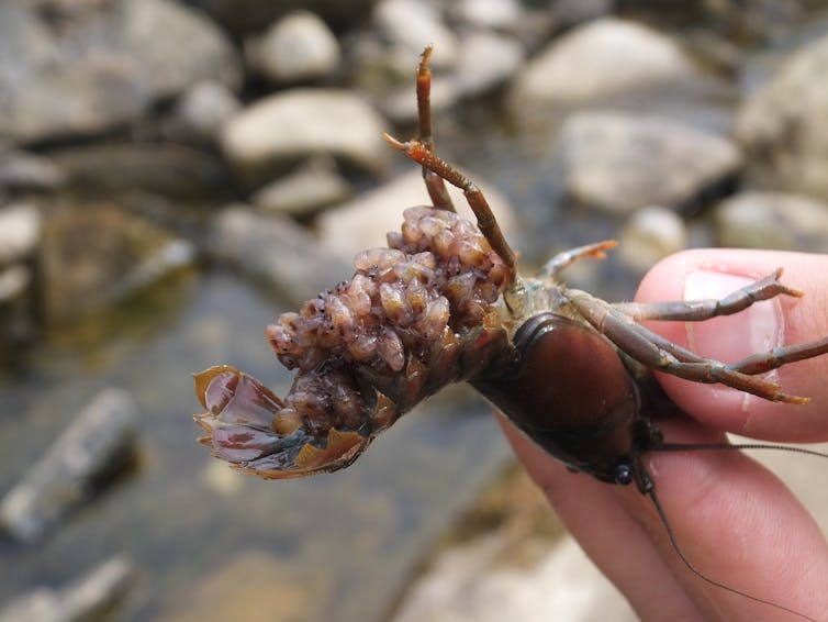 A crayfish with lots of eggs beneath the abdomen is held between a thumb and forefinger.