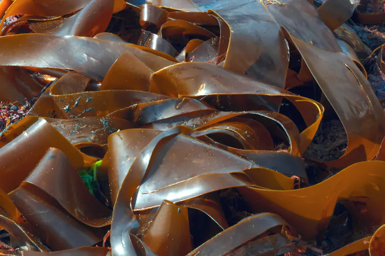 Brown seaweed.