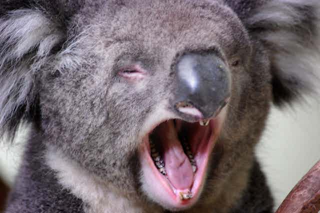 Grunt work: unique vocal folds give koalas their low-pitched voice