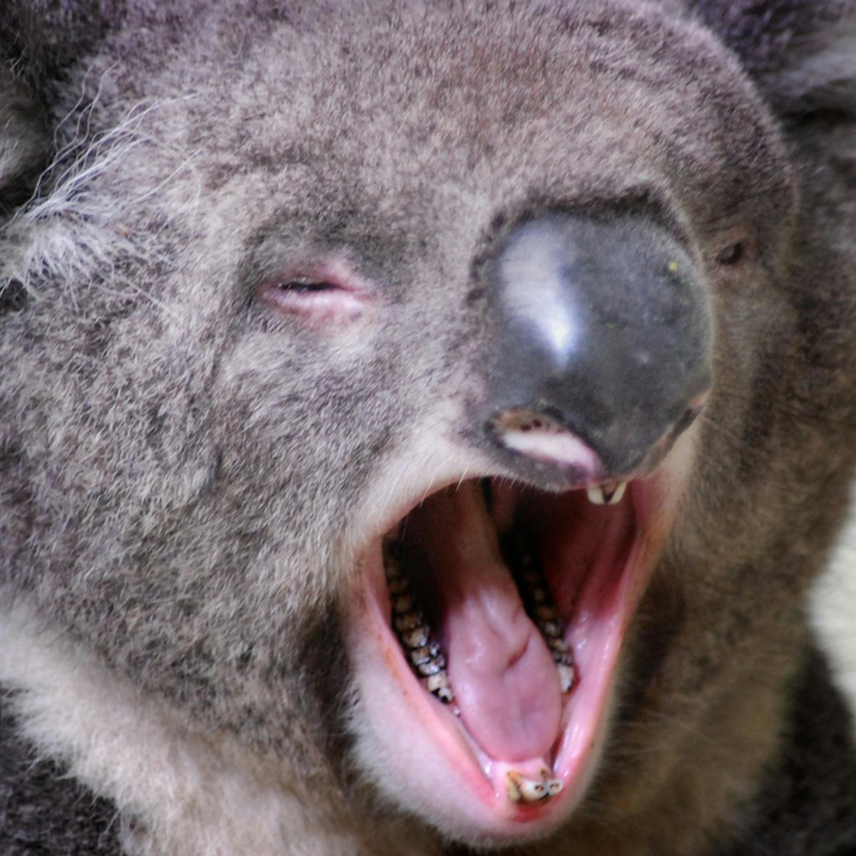 Grunt work: unique vocal folds give koalas their low-pitched voice