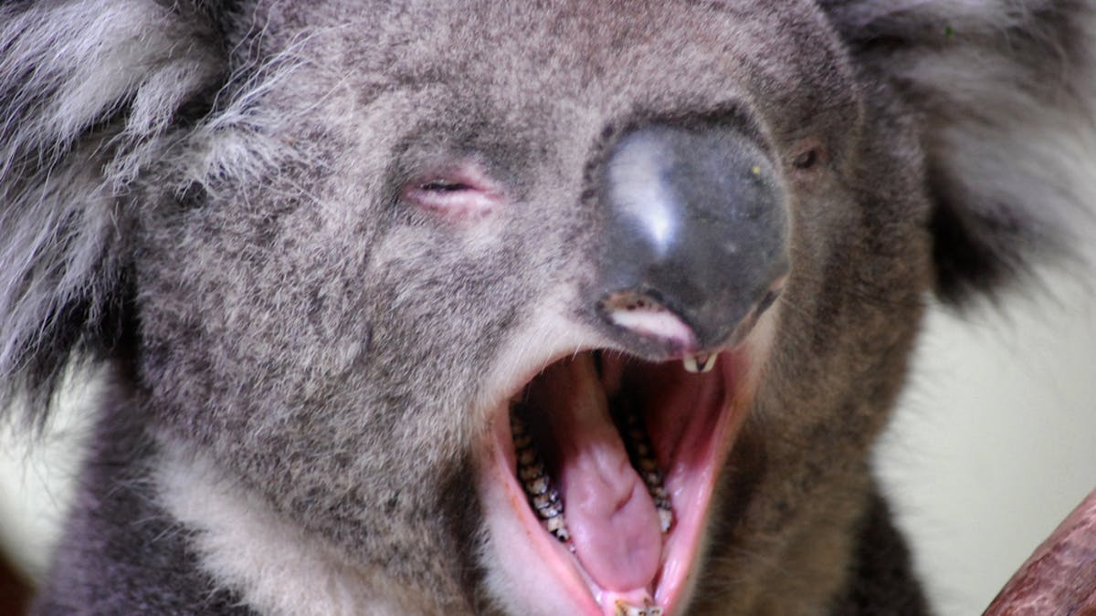 Grunt work: unique vocal folds give koalas their low-pitched voice