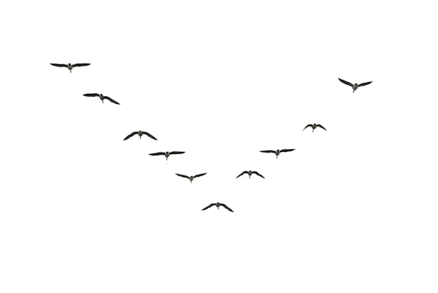 A flock of birds fly in a V formation.