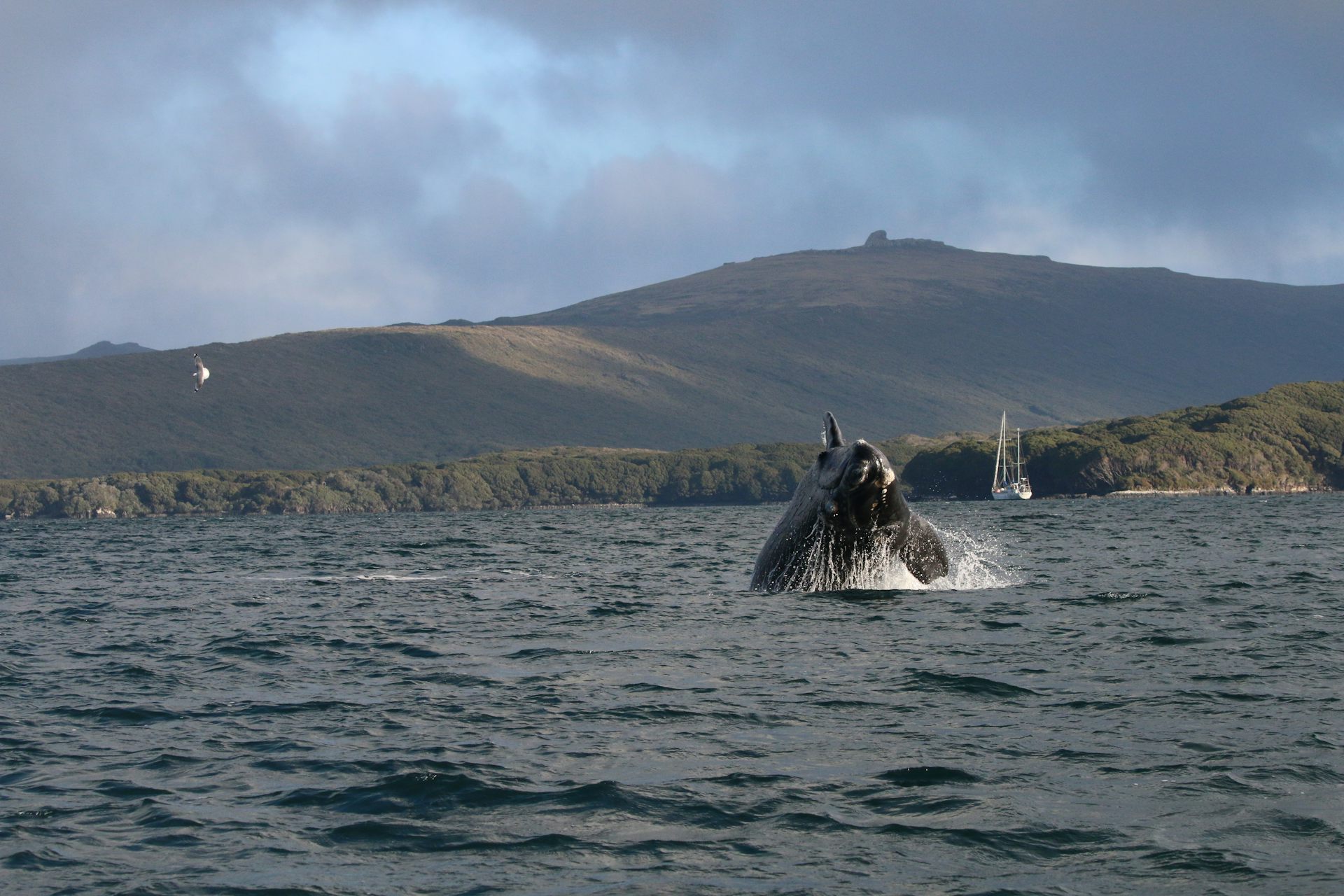 A southern right whale calf breaches in the subantarctic Auckland Islands.