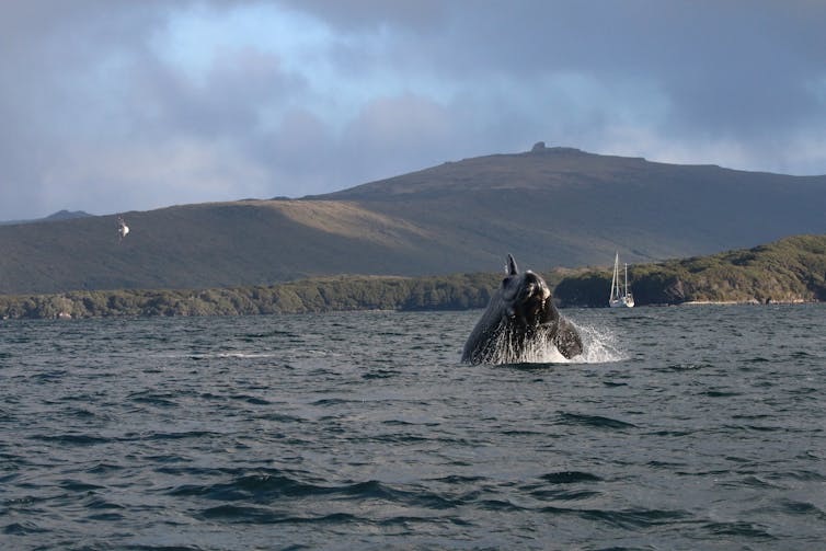 A southern right whale calf breaches in the subantarctic Auckland Islands.