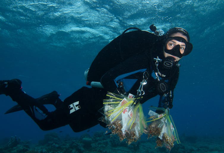 Scientist working underwater
