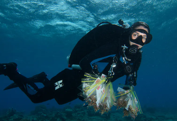 Scientist working underwater