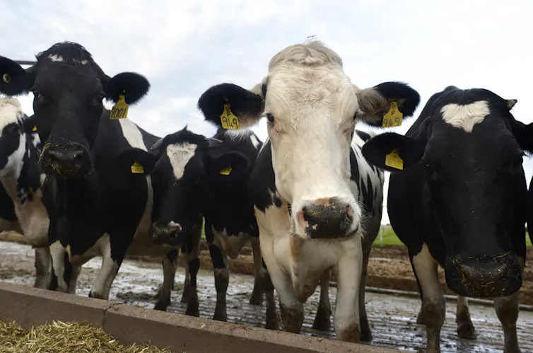 Sapi dengan tag berwarna kuning di telinga.