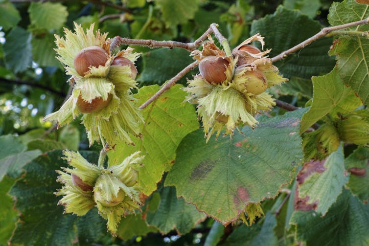 A cluster of hazelnuts on a tree.
