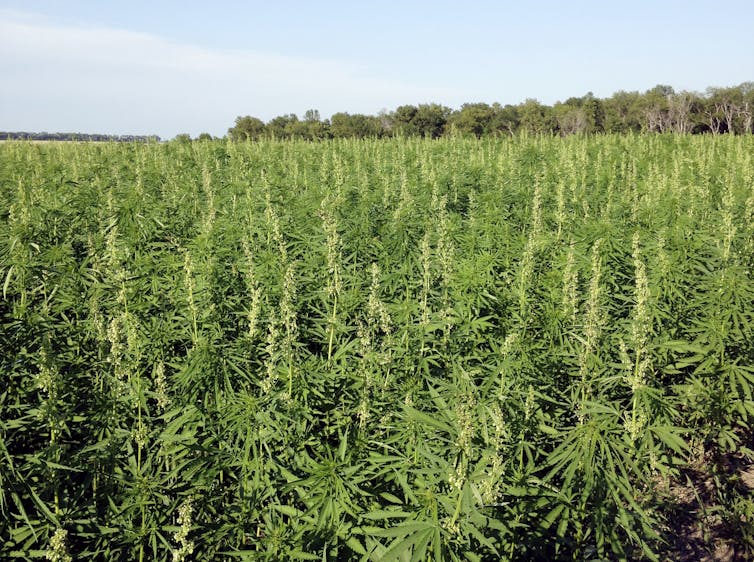 A field full of hemp.