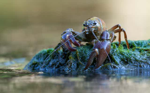 A signal crayfish sits atop a slimy green rock.