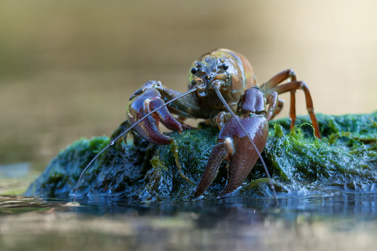 A signal crayfish sits atop a slimy green rock.