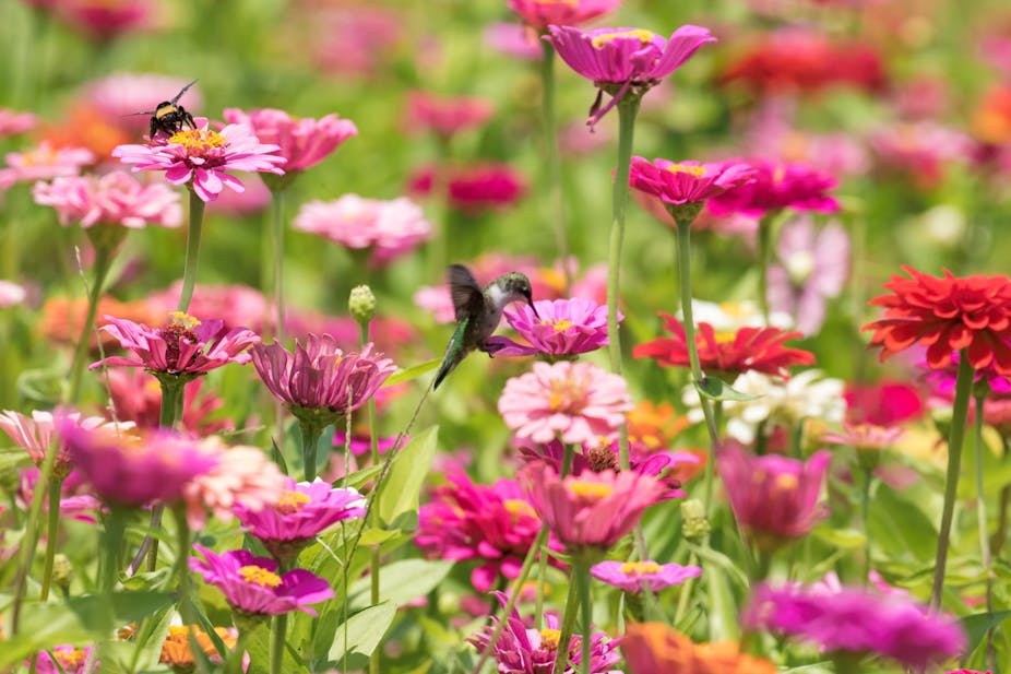 A hummingbird hovering over pink zinnia flowers.