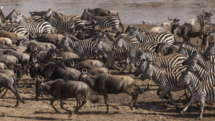 Wildebeest and zebra herds running.