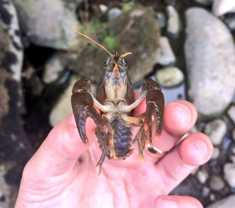 A small crayfish with a white underbelly is pinched between a thumb and forefinger above a gravelly river bed.
