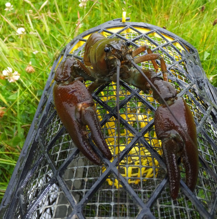 A large crayfish sits atop a black trap, similar to a lobster pot.
