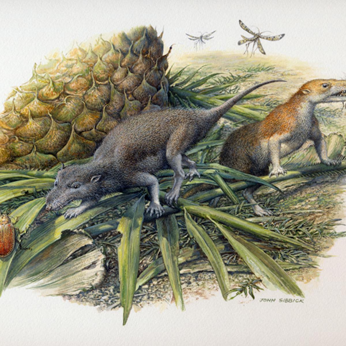Fossilised teeth reveal first mammals were far from warm blooded