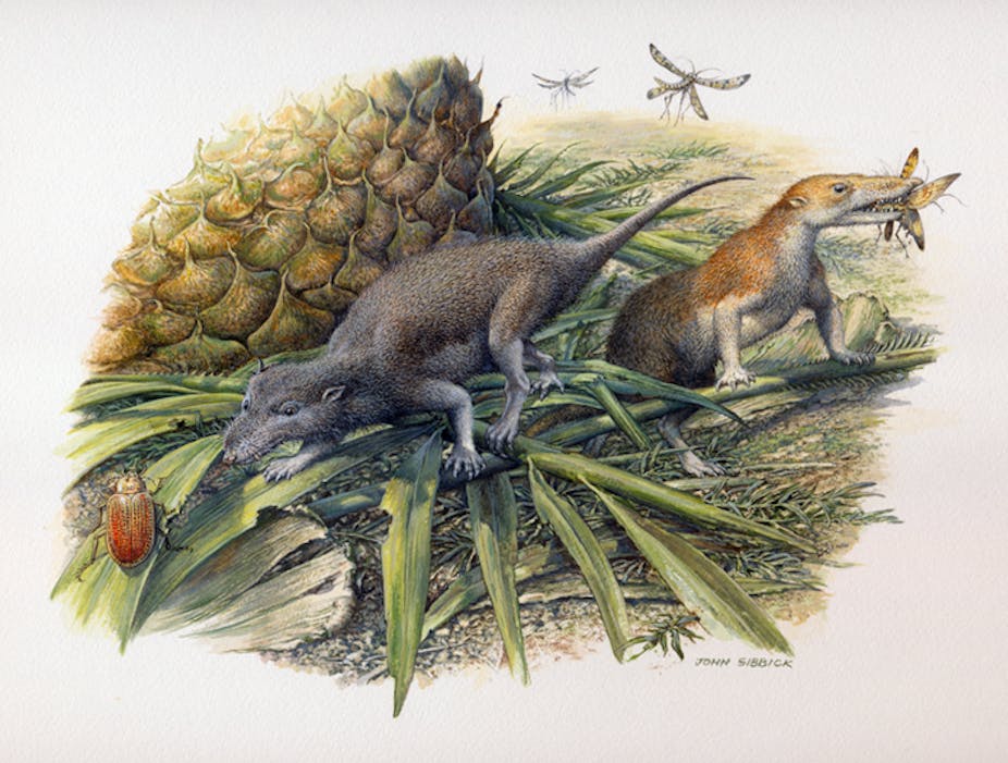 Illustration of small rodent-like mammals catching insects.