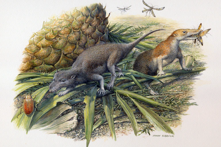 Illustration of small rodent-like mammals catching insects.