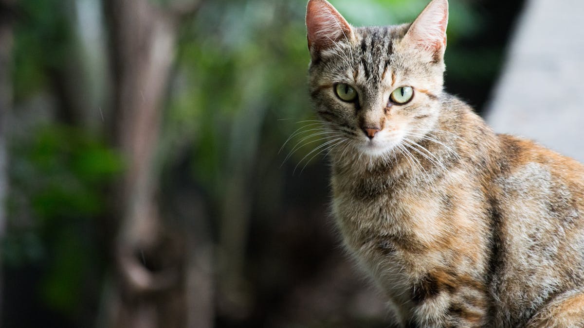 Cats carry diseases that can be deadly to humans, and it's costing  Australia $6 billion every year