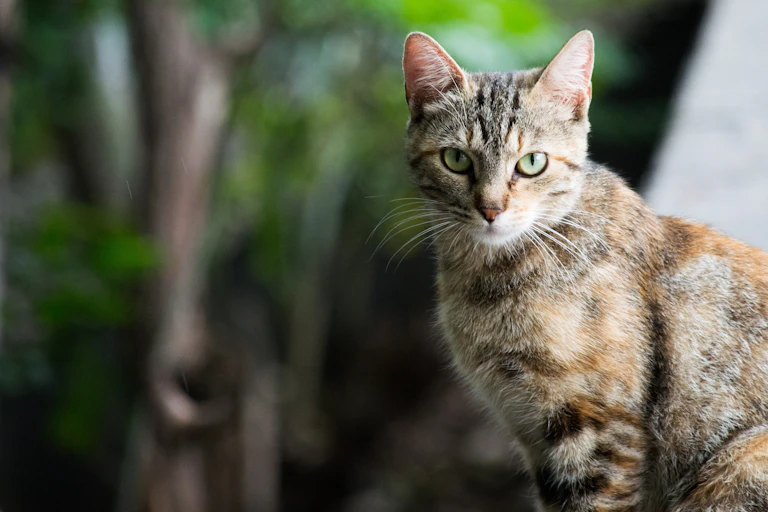 A cat outdoors.