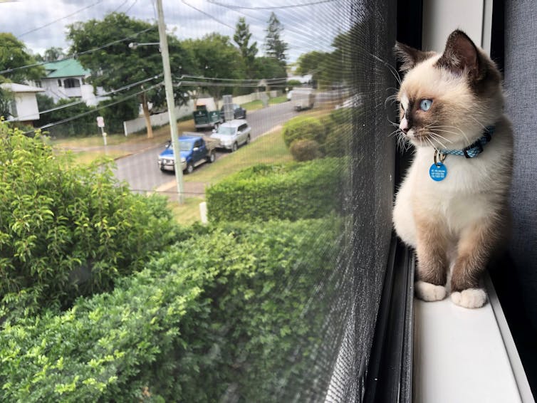 A cat sits on the windowsill, looking out onto the street.
