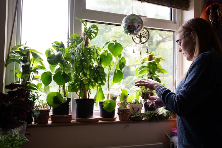 A woman tends to an array of house plants on a windowsill in her home.