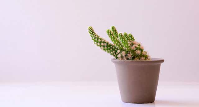 A small cactus in a clay pot with a pastel pink background.