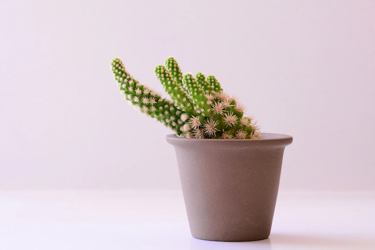 A small cactus in a clay pot with a pastel pink background.