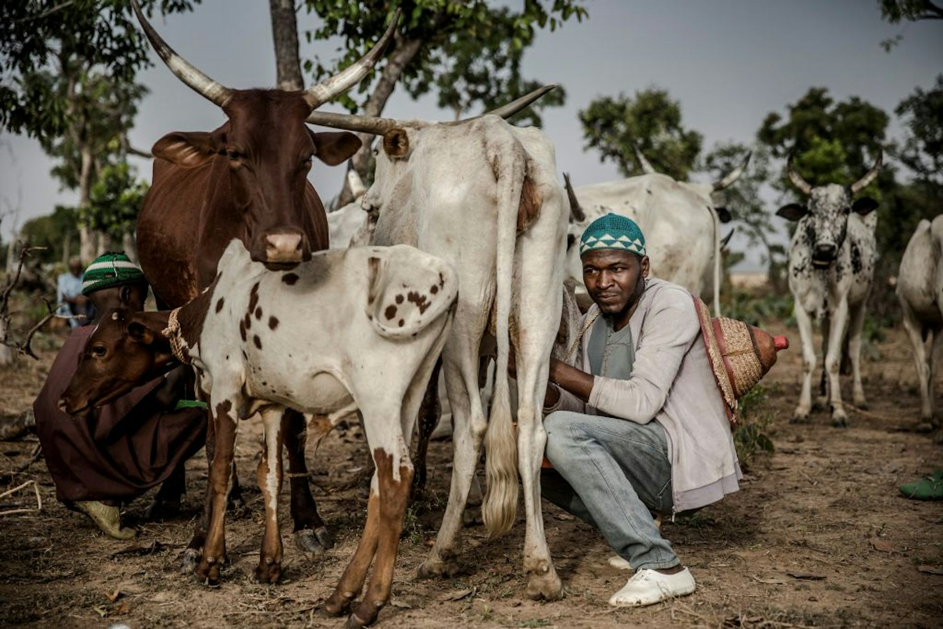 An Evolutionary Jolt Helped Cattle To Spread Across Africa. Now ...