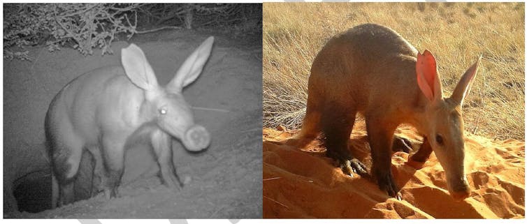 Comparison of Aardvarks at night and day