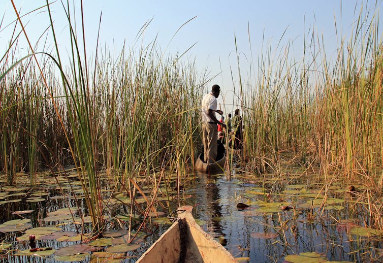 People in canoes sailing over the Okanvango Delta.