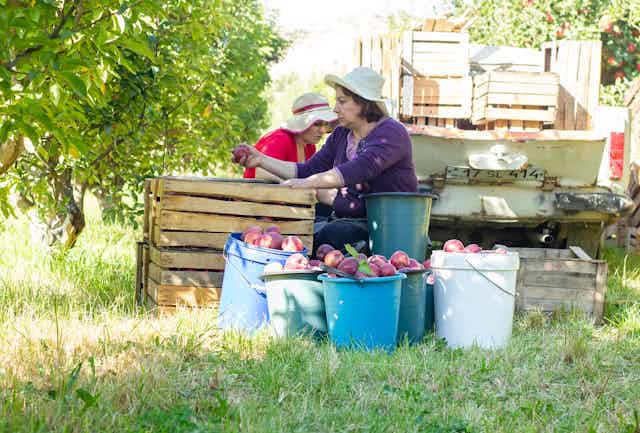 Dos mujeres recogiendo manzanas.