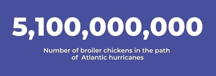 Worsening hurricane season threatens billions of chickens