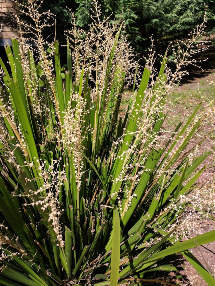 Spiny-headed mat-rush