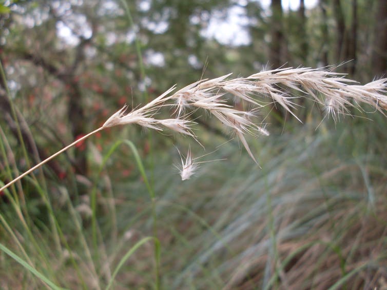 Wallaby grass