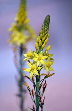 Bulbine lily