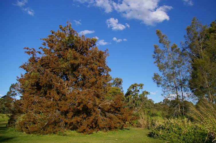 Black Sheoak