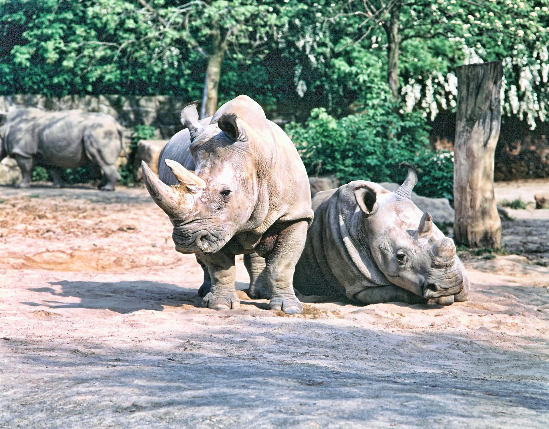 pictures of rhinoceros